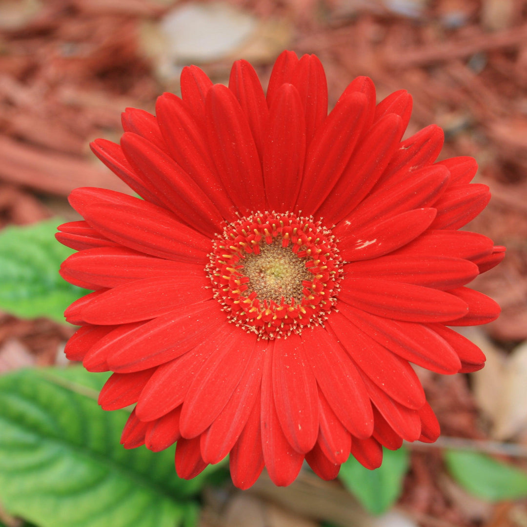 Gerbera 'Garswlove' PP31135 ~ Garden Jewels™ Red Gerbera Daisy-ServeScape