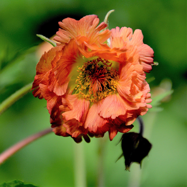 Geum 'Mai Tai' ~ Cocktails™ Mai Tai Avens-ServeScape