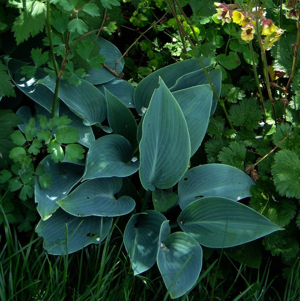 Hosta 'Halcyon' ~ Halycon Hosta-ServeScape