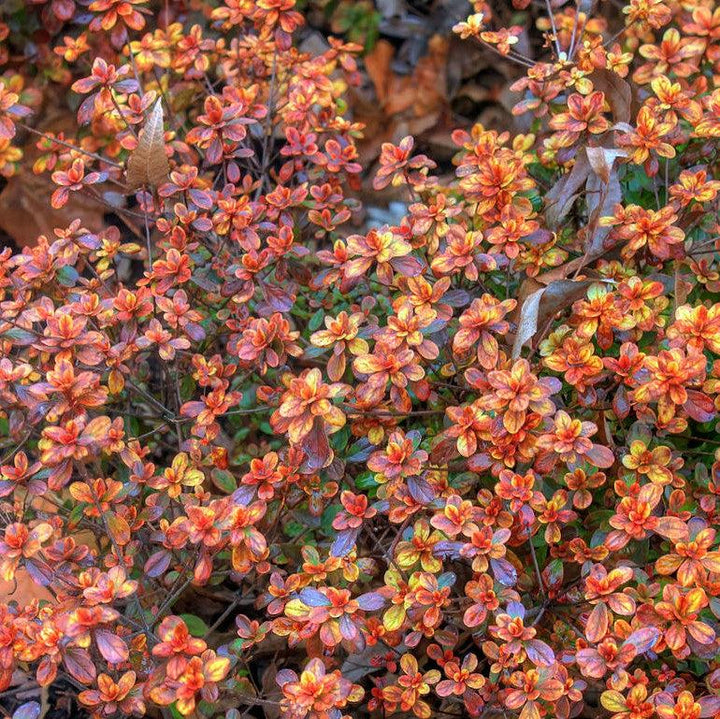Rhododendron x 'Hino Crimson' ~ Hino Crimson Azalea-ServeScape