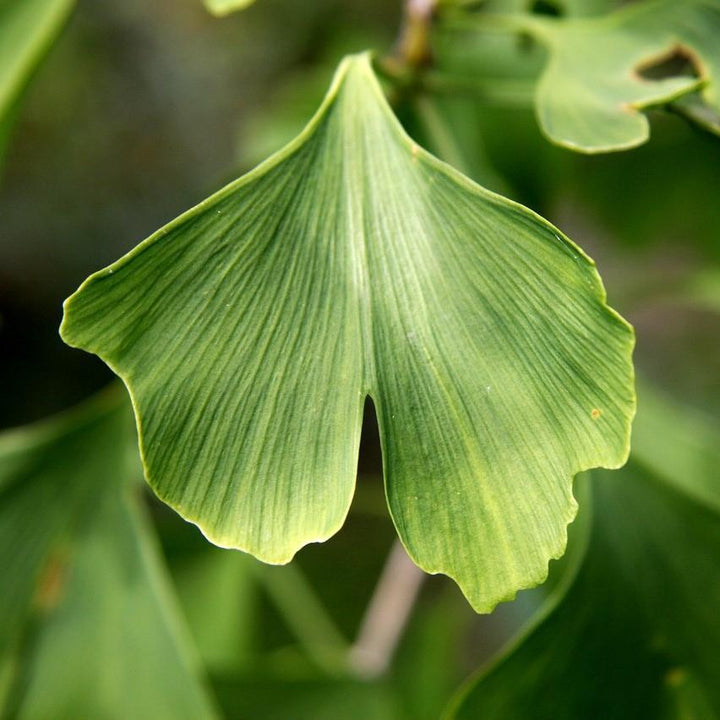 Ginkgo Biloba ~ Ginkgo Tree-ServeScape
