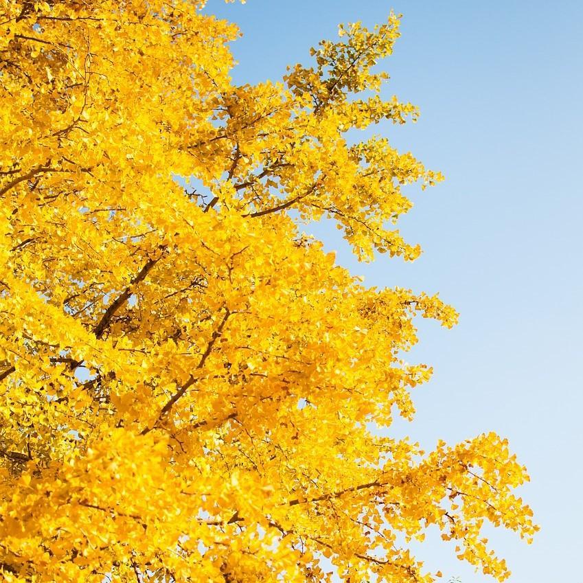Ginkgo Biloba ~ Ginkgo Tree-ServeScape
