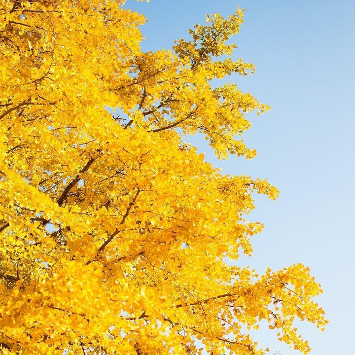 Ginkgo Biloba ~ Ginkgo Tree-ServeScape