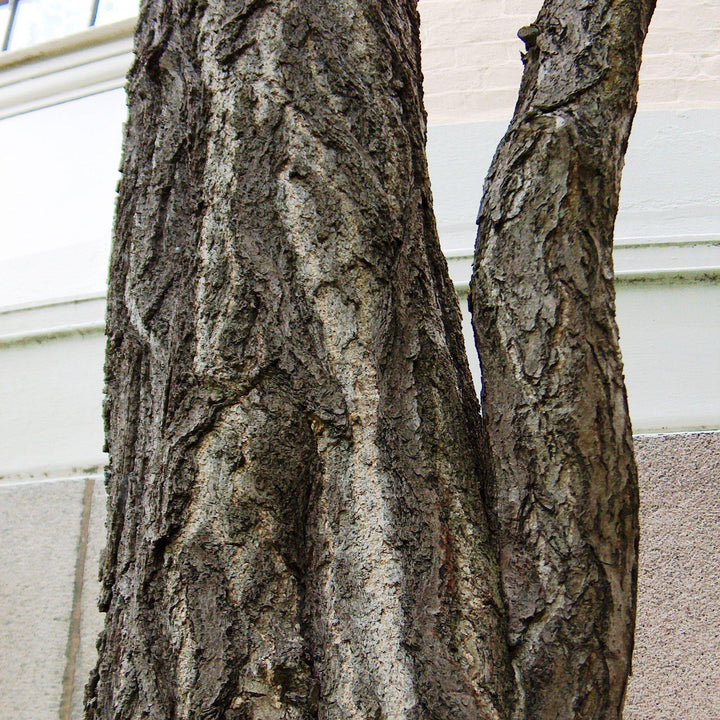 Ginkgo Biloba ~ Ginkgo Tree-ServeScape
