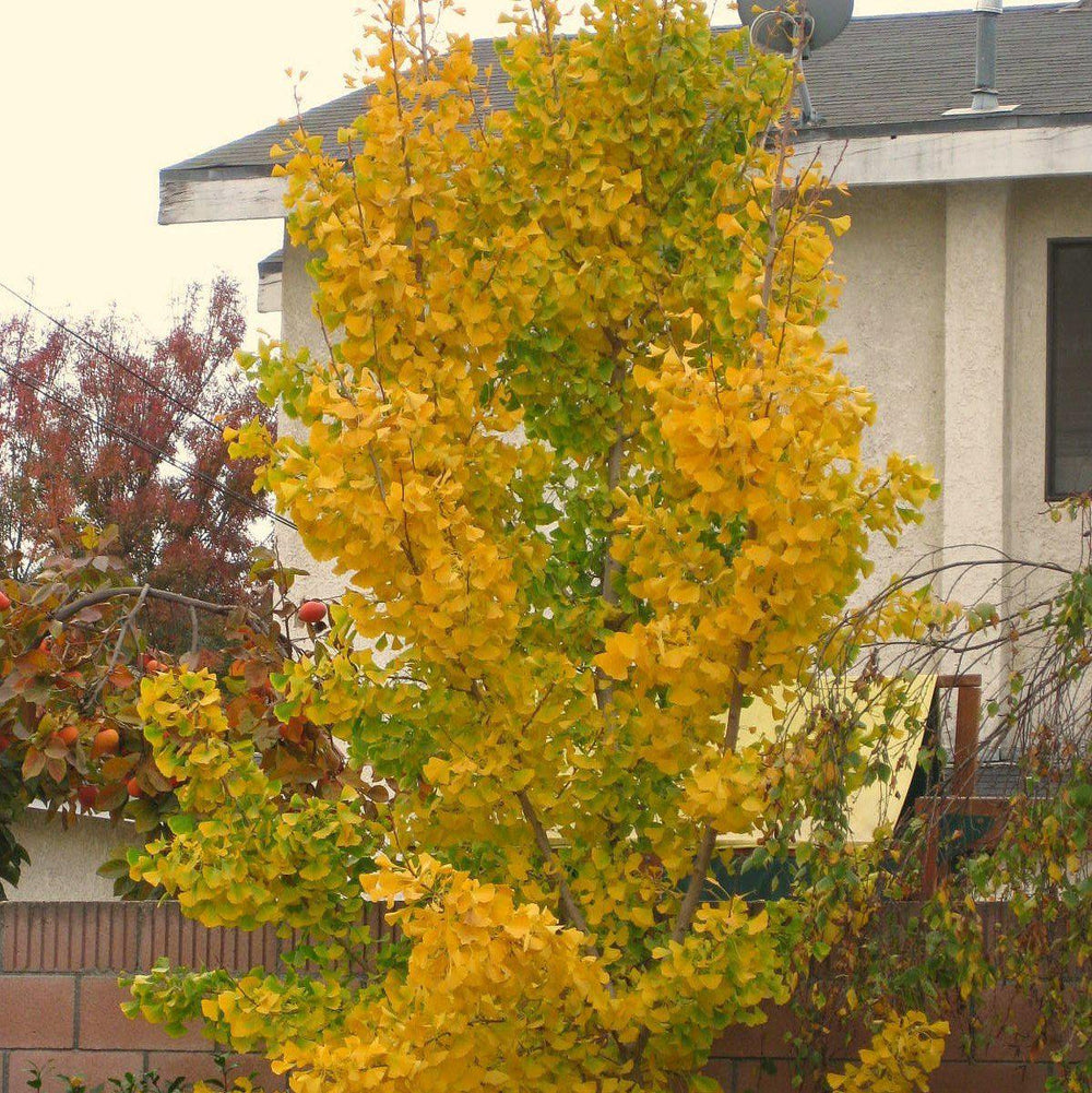 Ginkgo biloba 'Blagon' ~ Goldspire™ Ginkgo-ServeScape