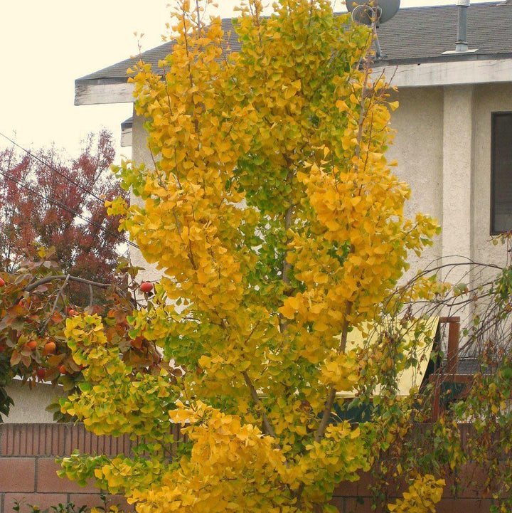 Ginkgo biloba 'Blagon' ~ Goldspire™ Ginkgo-ServeScape