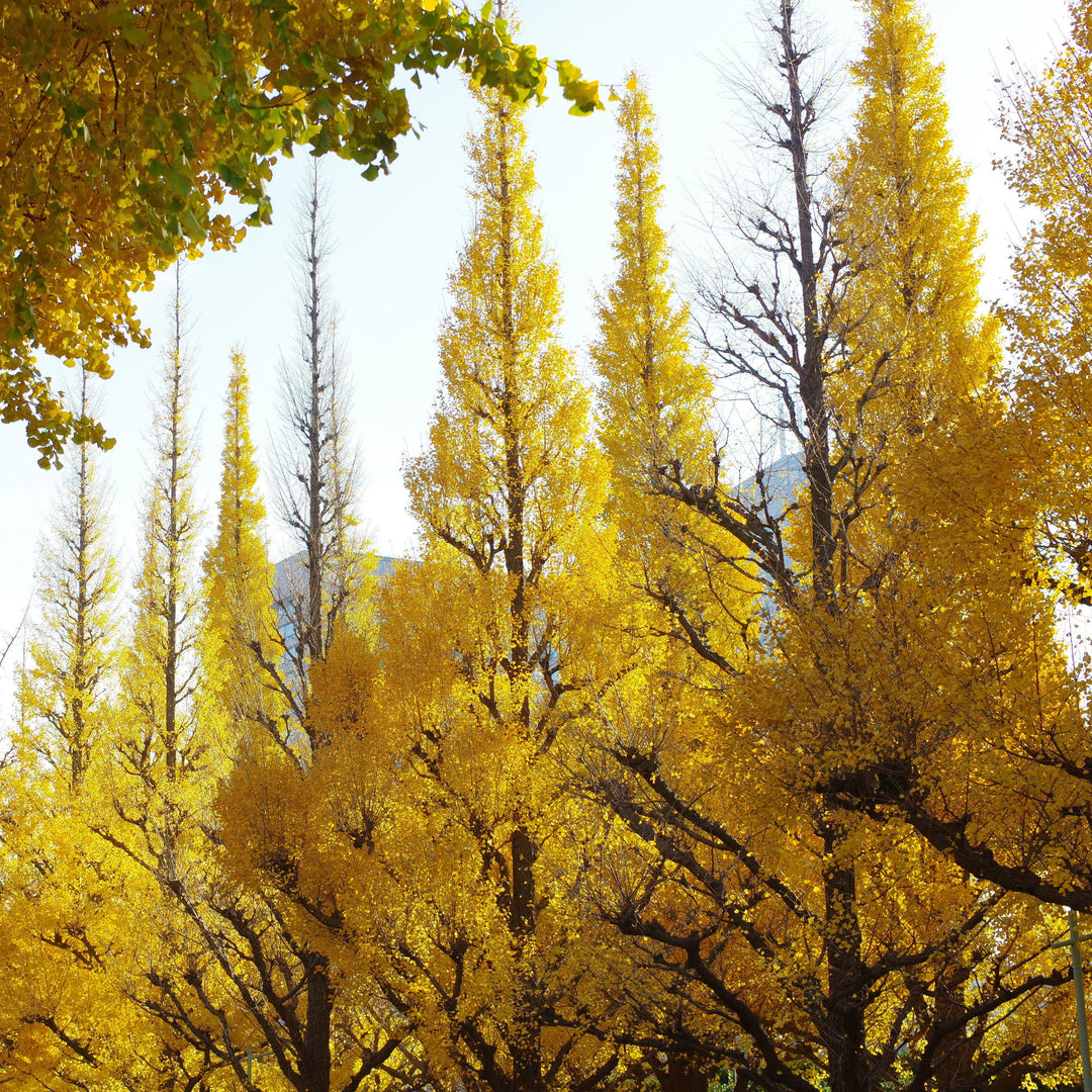 Ginkgo biloba 'Blagon' ~ Goldspire™ Ginkgo-ServeScape