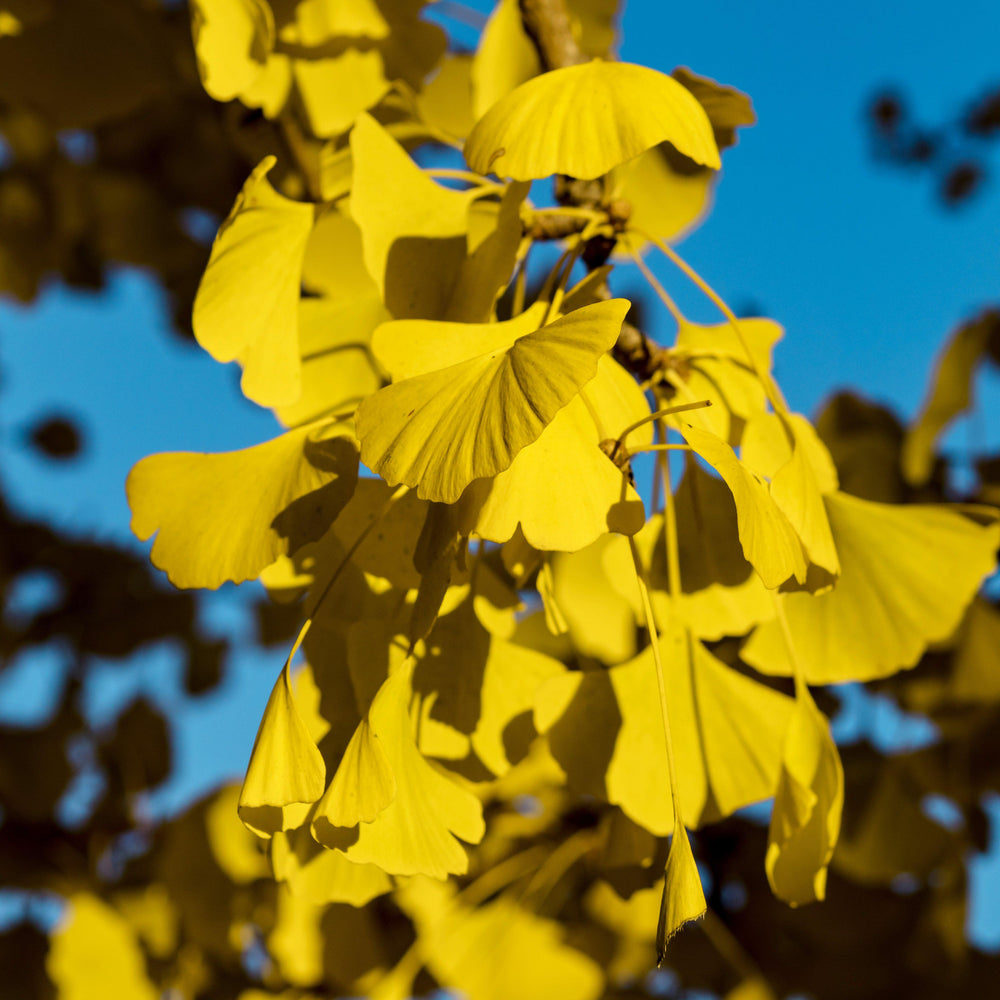 Ginkgo biloba 'Golden Globe' ~ Golden Globe Ginkgo - Delivered By ServeScape