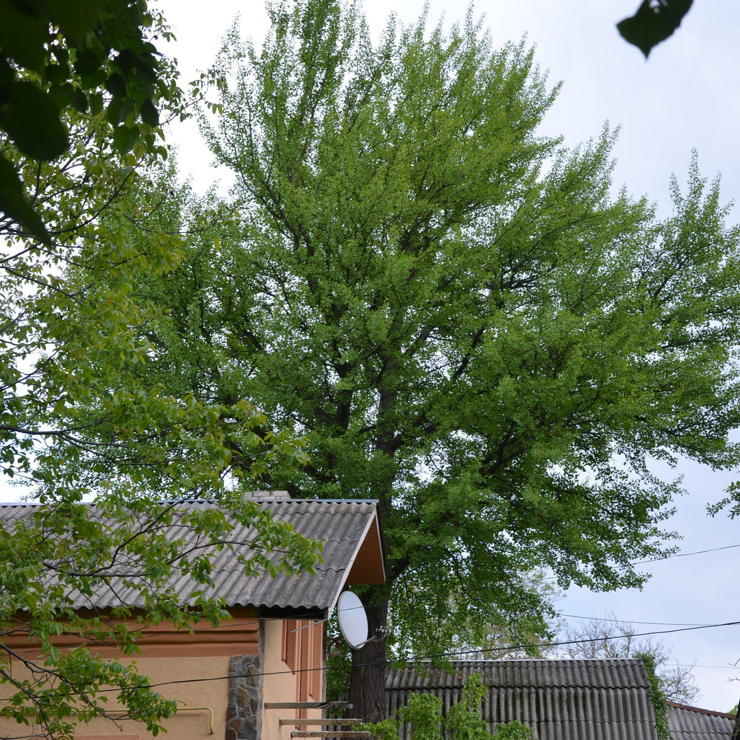 Ginkgo biloba 'Golden Globe' ~ Golden Globe Ginkgo-ServeScape