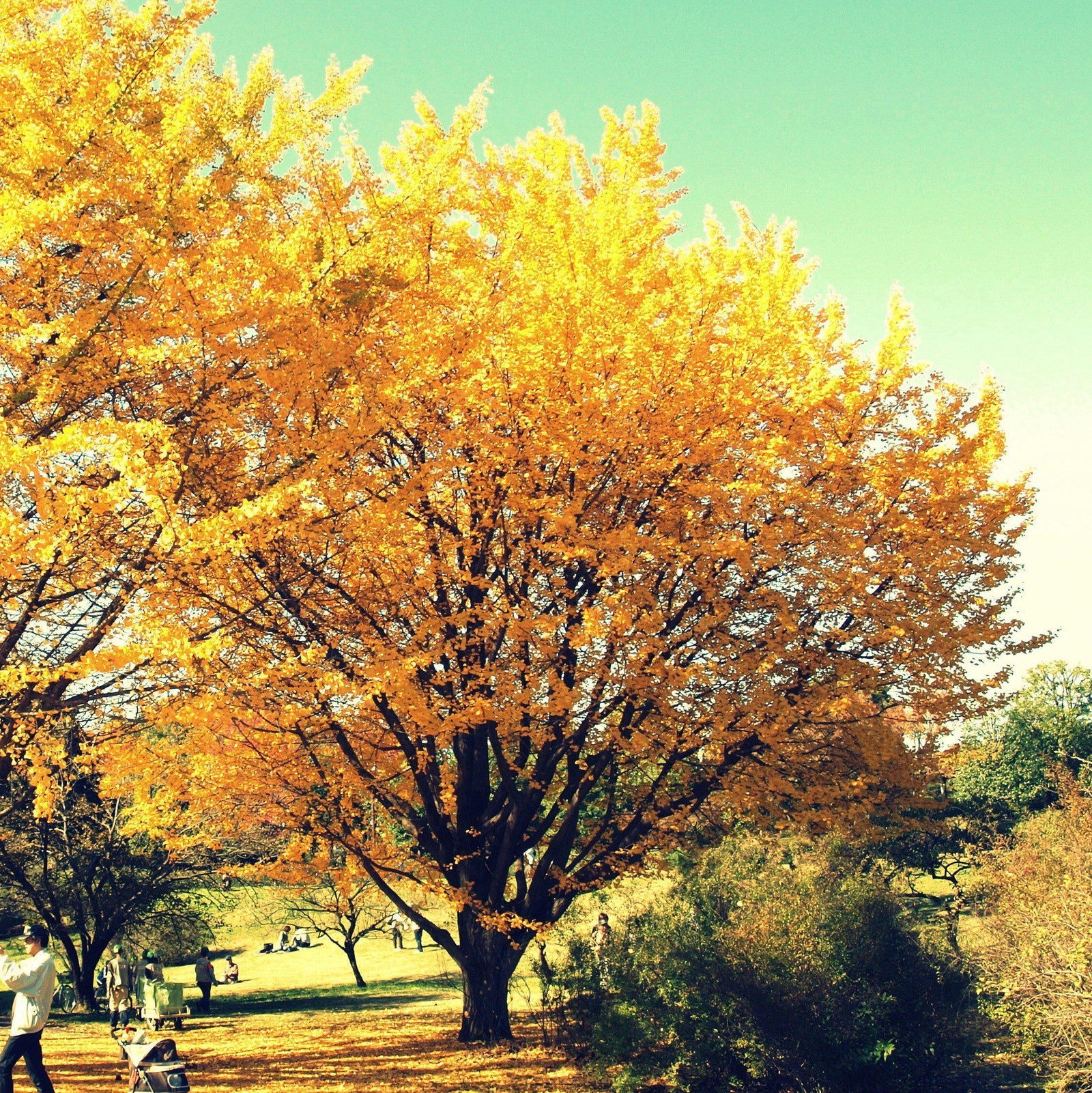 Ginkgo biloba 'Golden Globe' ~ Golden Globe Ginkgo-ServeScape