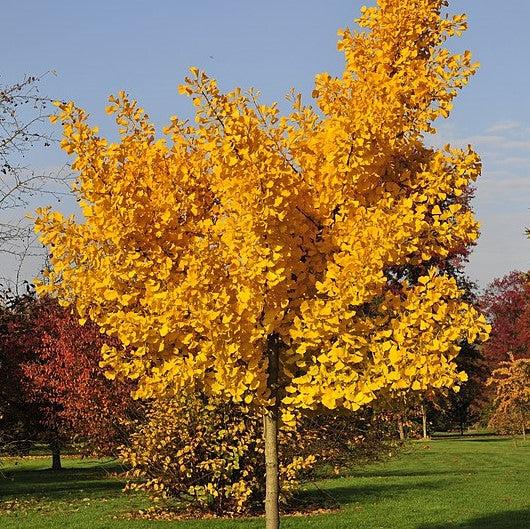 Ginkgo biloba 'Autumn Gold' ~ Autumn Gold Ginkgo-ServeScape