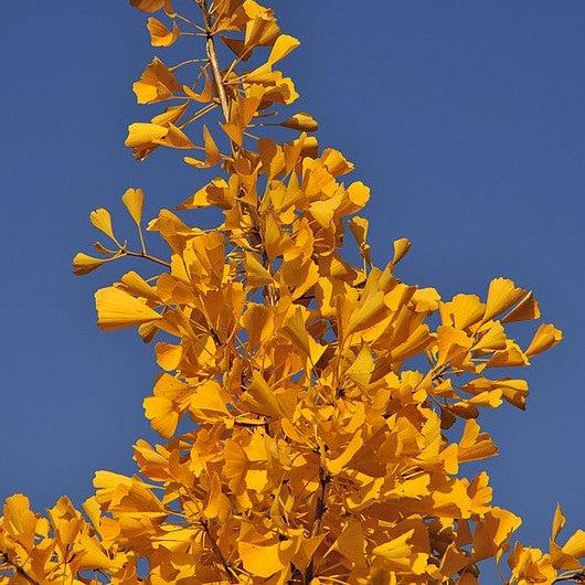 Ginkgo biloba 'Autumn Gold' ~ Autumn Gold Ginkgo-ServeScape