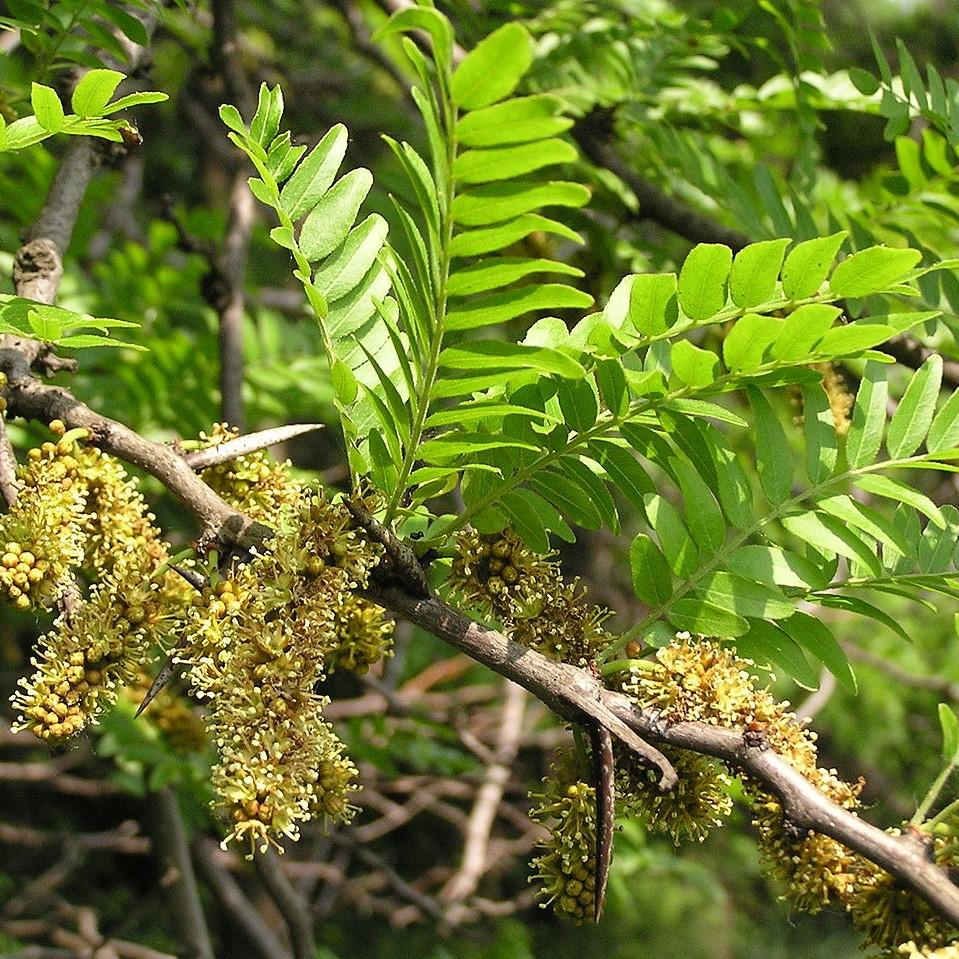 Gleditsia triacanthos ~ Honey Locust-ServeScape