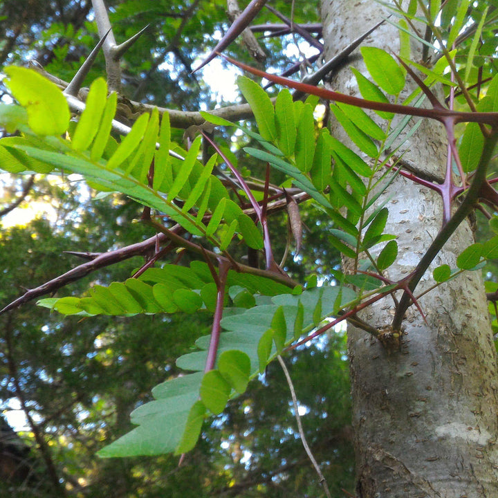 Gleditsia triacanthos ~ Honey Locust-ServeScape