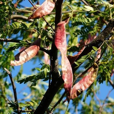 Gleditsia triacanthos ~ Honey Locust-ServeScape