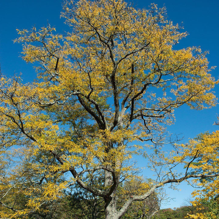 Gleditsia triacanthos ~ Honey Locust-ServeScape