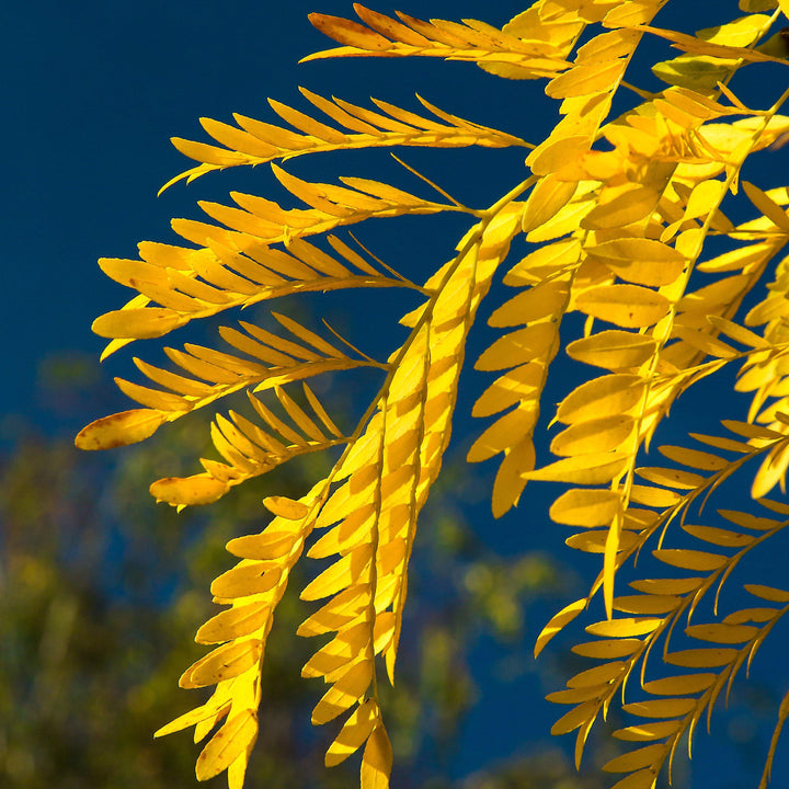 Gleditsia triacanthos ~ Honey Locust-ServeScape