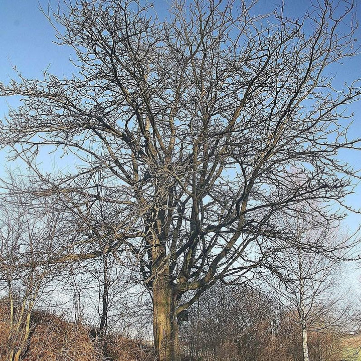 Gleditsia triacanthos ~ Honey Locust-ServeScape