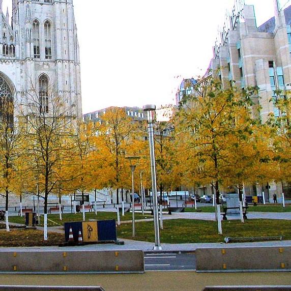 Gleditsia triacanthos inermis 'Skycole' ~ Skyline Honeylocust-ServeScape