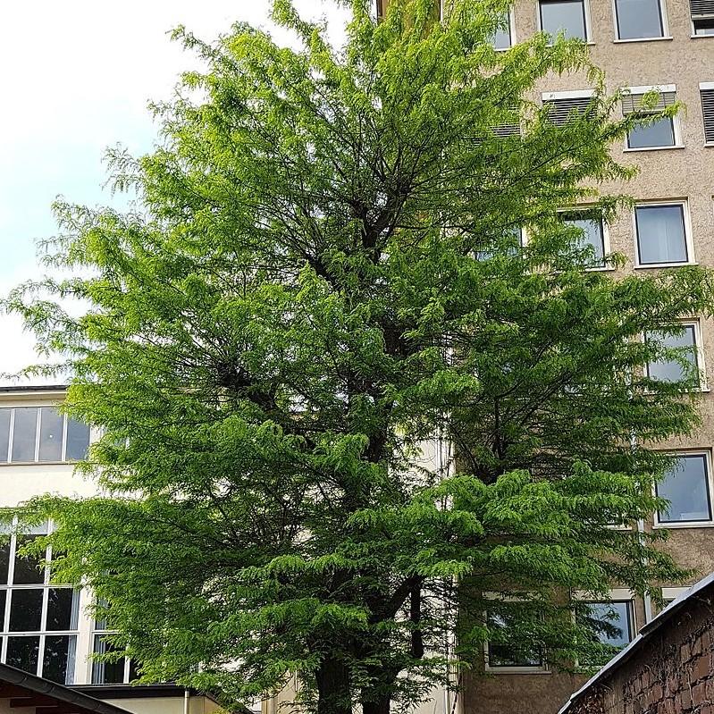 Gleditsia triacanthos inermis 'Skycole' ~ Skyline Honeylocust-ServeScape