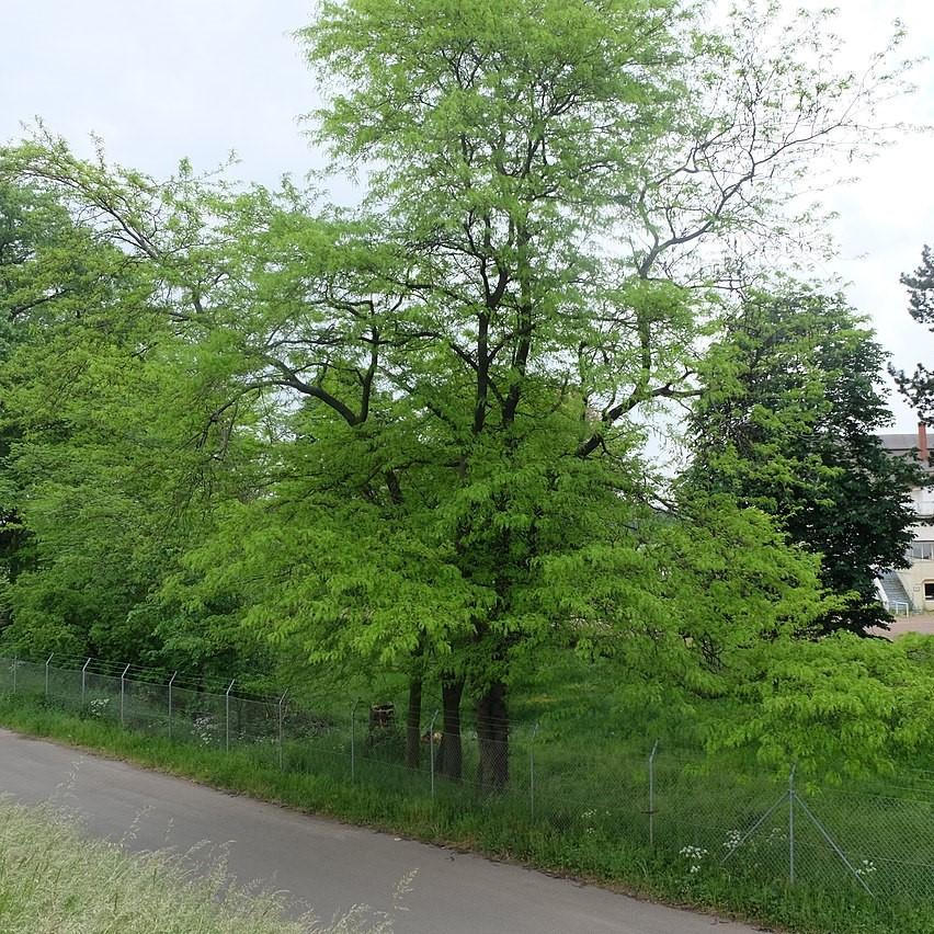 Gleditsia triacanthos var. inermis 'Christie' ~ Halka™ Honeylocust, Thornless Honeylocust-ServeScape