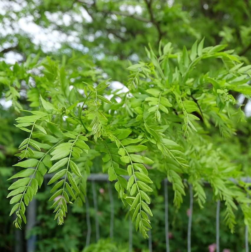 Gleditsia triacanthos var. inermis 'Christie' ~ Halka™ Honeylocust, Thornless Honeylocust-ServeScape