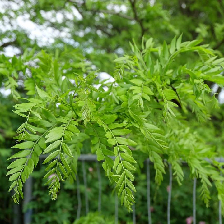 Gleditsia triacanthos var. inermis 'Christie' ~ Halka™ Honeylocust, Thornless Honeylocust-ServeScape