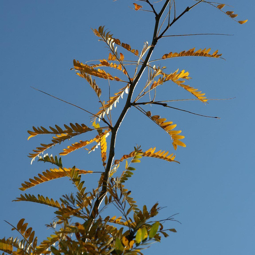 Gleditsia triacanthos var. inermis 'Christie' ~ Halka™ Honeylocust, Thornless Honeylocust-ServeScape