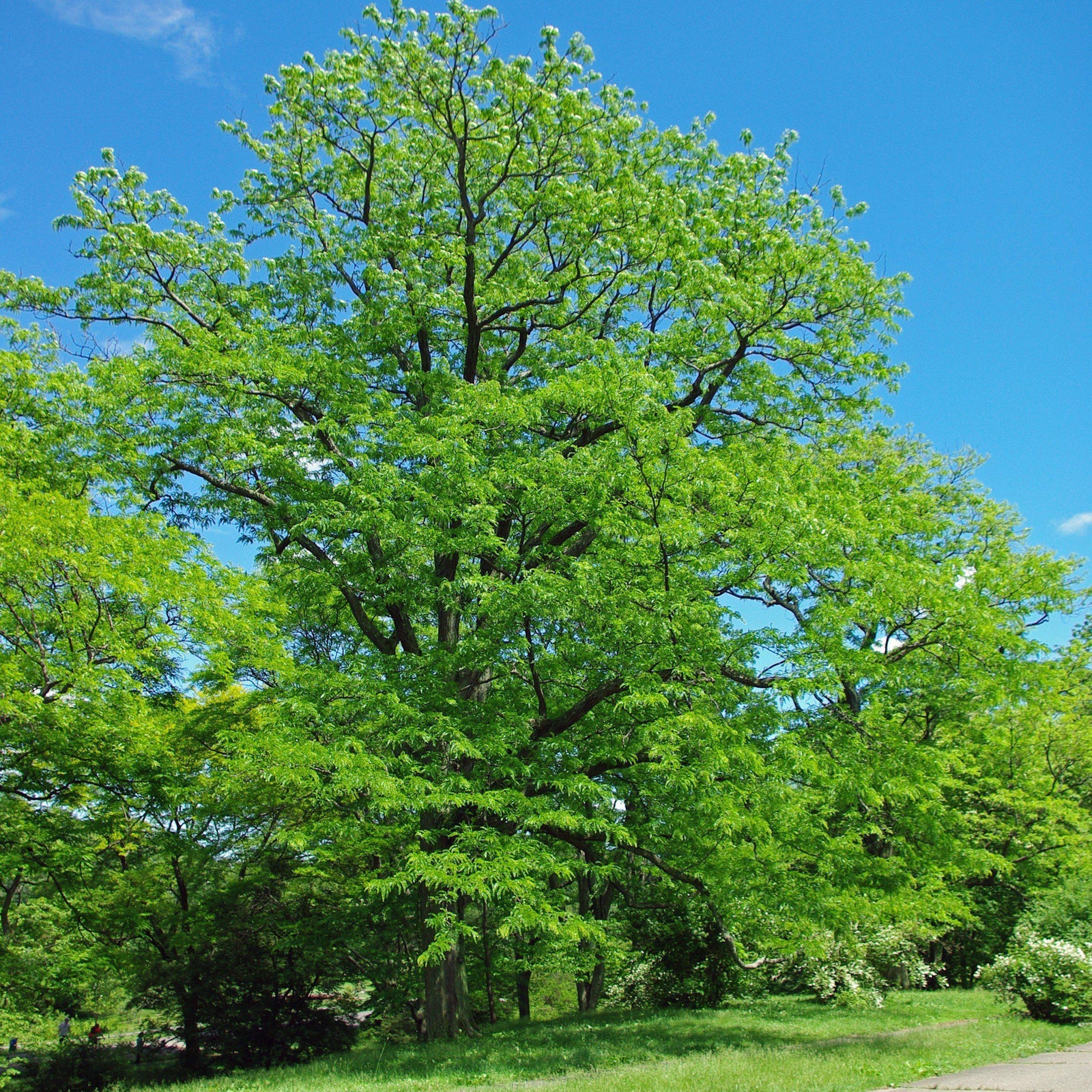 Gleditsia triacanthos var. inermis 'Halka' ~ Halka™ Honeylocust, Thornless Honeylocust - Delivered By ServeScape