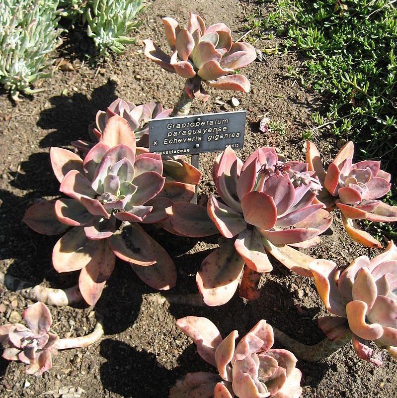 Graptopetalum paraguayense ~ Ghost Plant-ServeScape