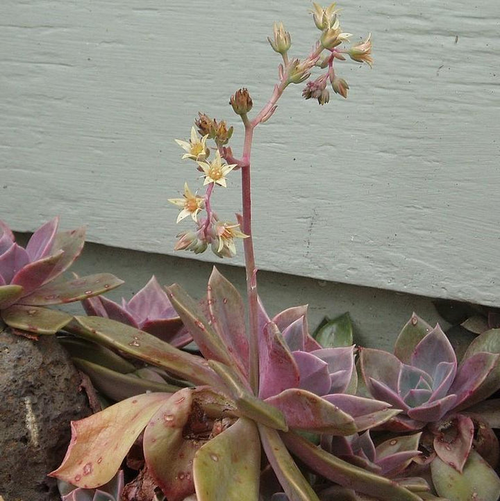 Graptopetalum paraguayense ~ Ghost Plant-ServeScape