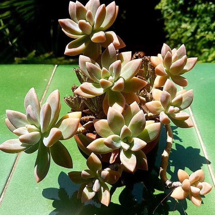 Graptopetalum paraguayense ~ Ghost Plant-ServeScape