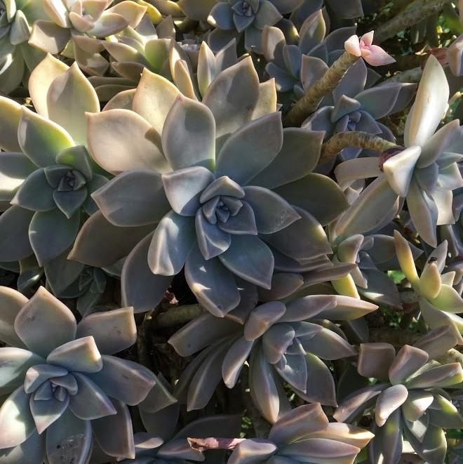Graptopetalum paraguayense ~ Ghost Plant-ServeScape