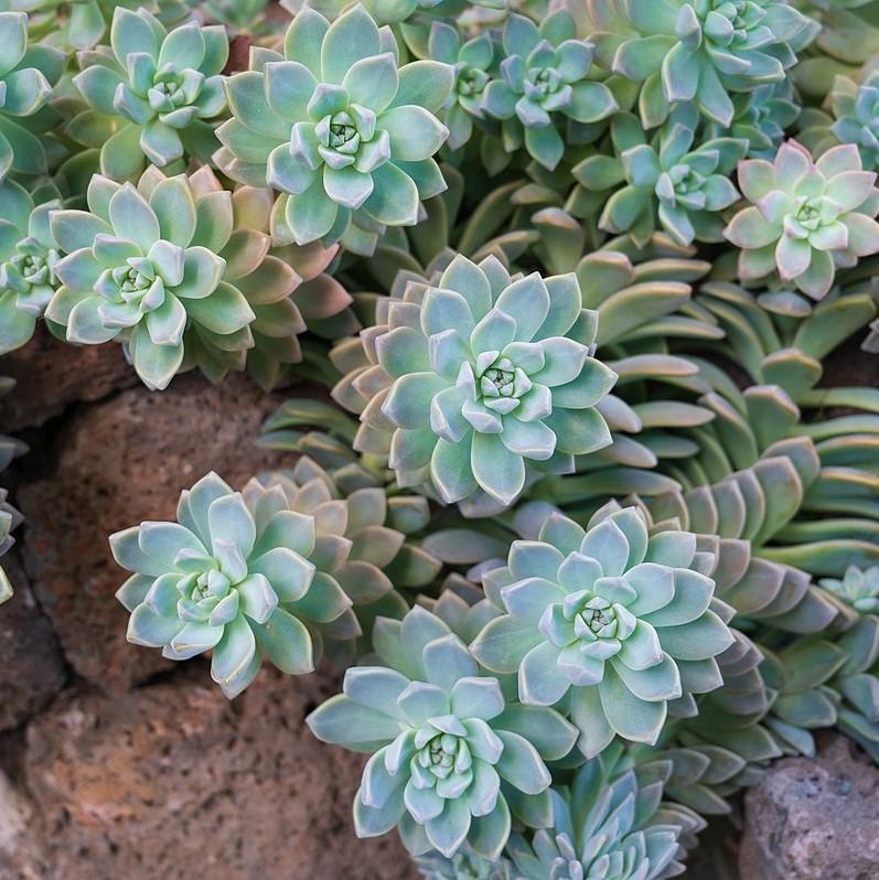 Graptopetalum paraguayense ~ Ghost Plant-ServeScape