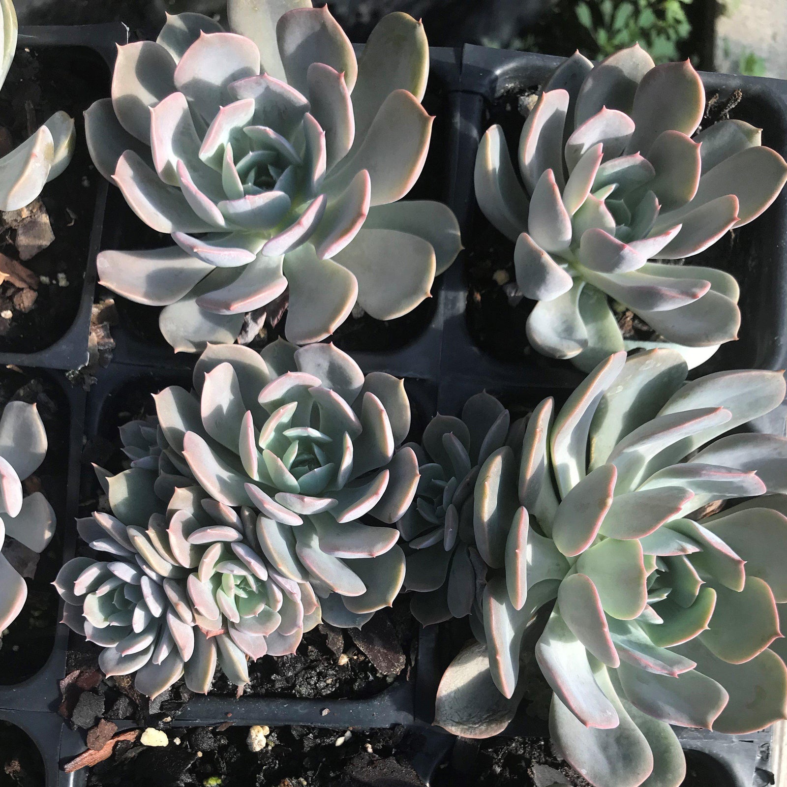 Graptopetalum paraguayense ~ Ghost Plant - Delivered By ServeScape