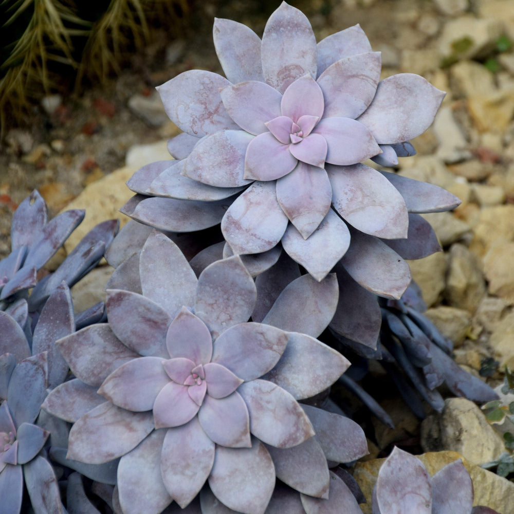 Graptopetalum superbum ~ Beautiful Graptopetalum-ServeScape