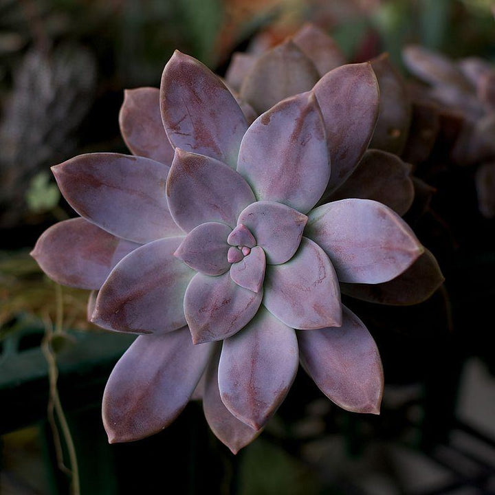 Graptopetalum superbum ~ Beautiful Graptopetalum-ServeScape