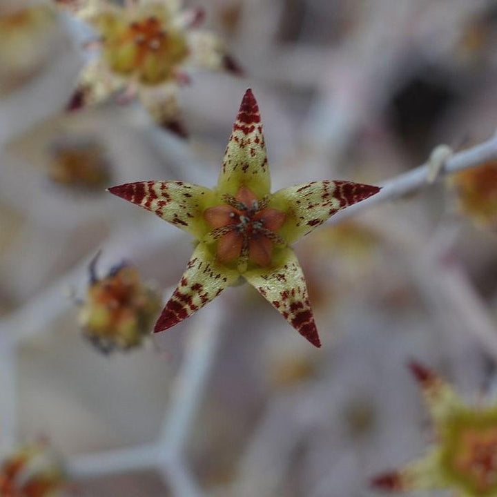 Graptopetalum superbum ~ Beautiful Graptopetalum-ServeScape