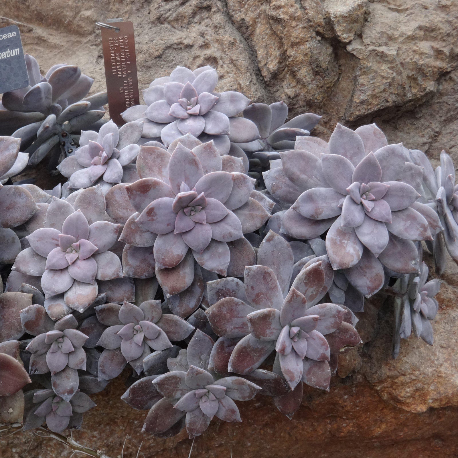 Graptopetalum superbum ~ Beautiful Graptopetalum - Delivered By ServeScape