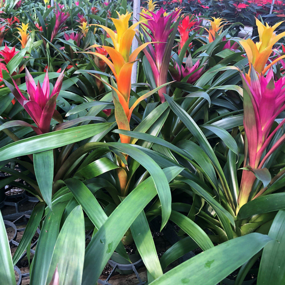 Guzmania lingulata ~ Guzmania Bromeliad, Scarlet Star-ServeScape