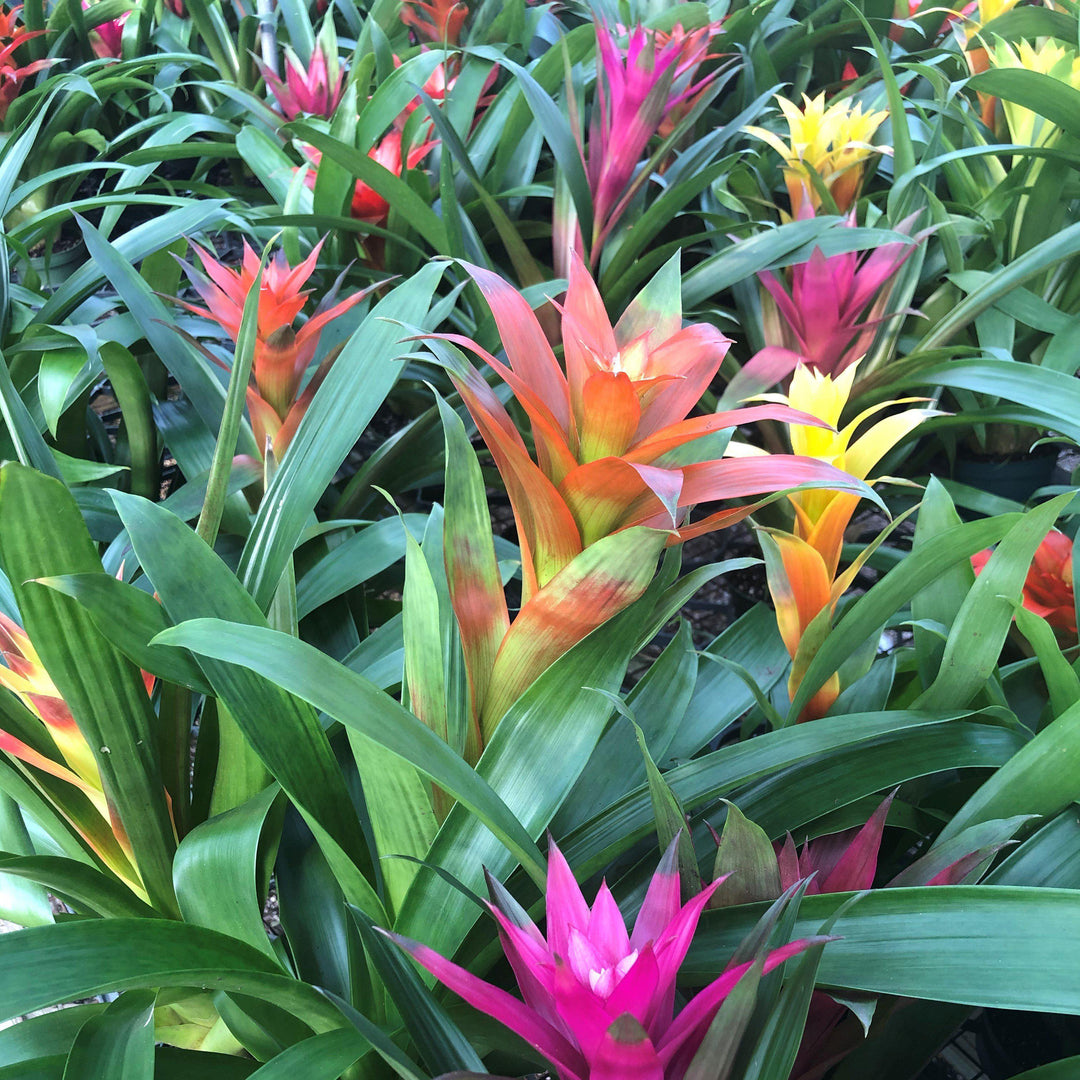 Guzmania lingulata ~ Guzmania Bromeliad, Scarlet Star-ServeScape