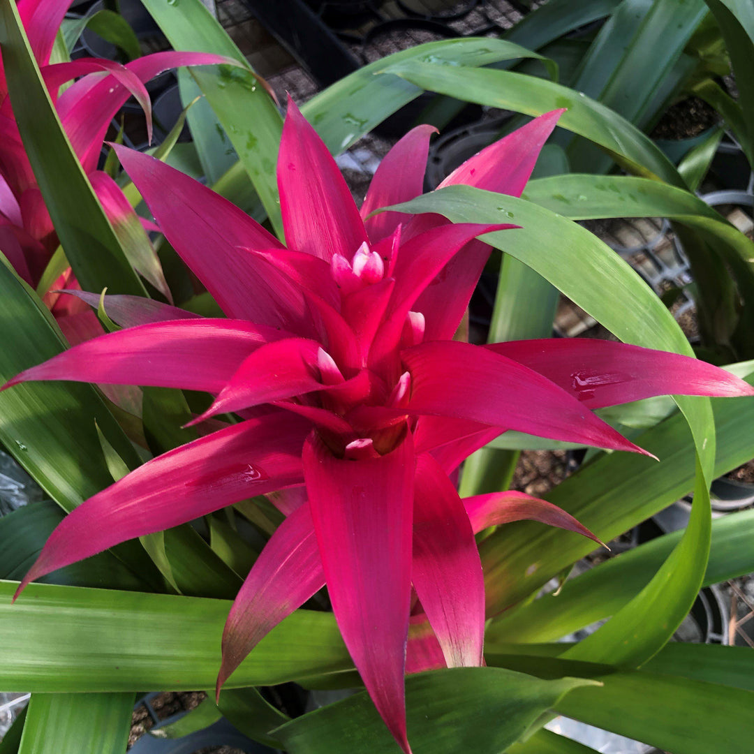 Guzmania lingulata ~ Guzmania Bromeliad, Scarlet Star-ServeScape