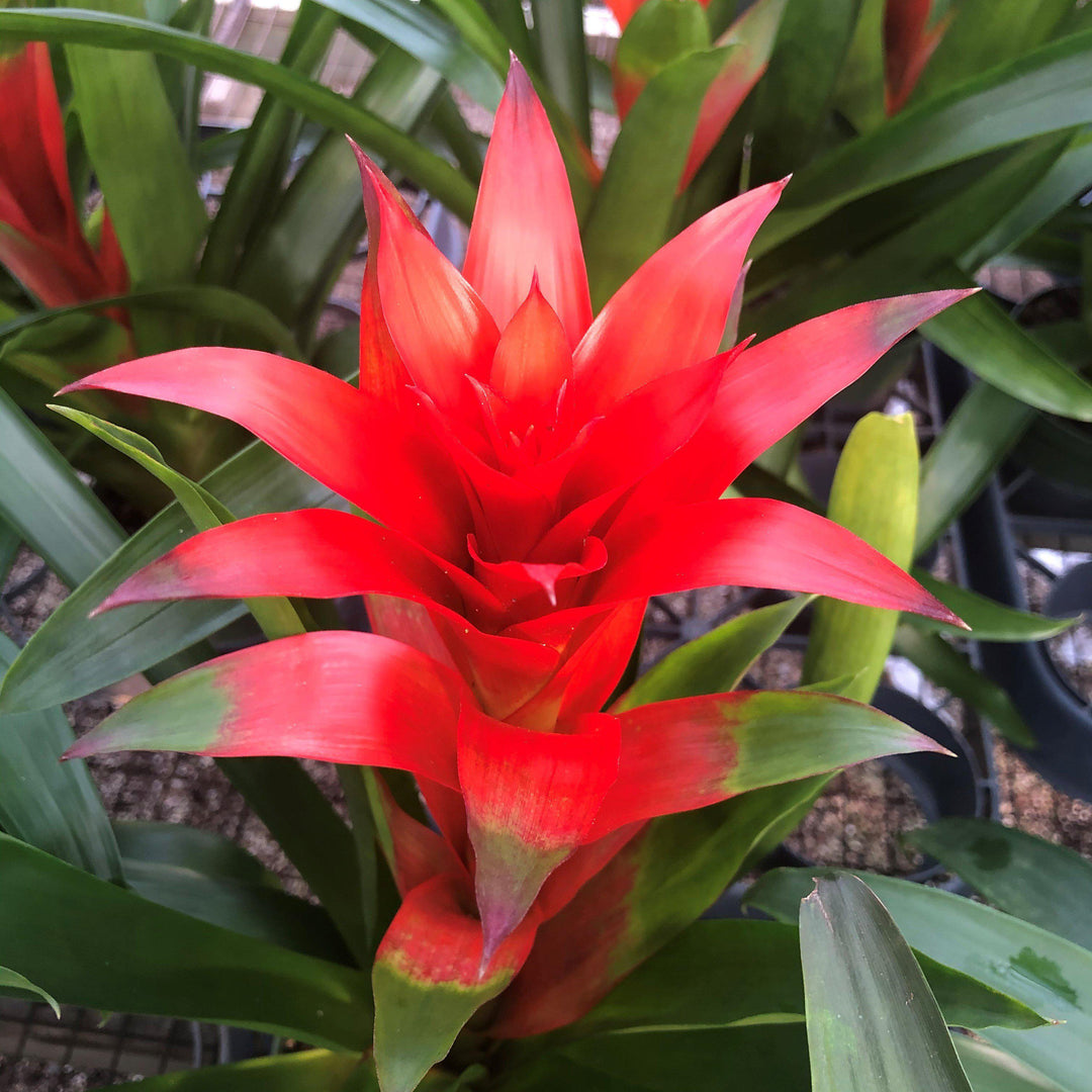 Guzmania lingulata ~ Guzmania Bromeliad, Scarlet Star-ServeScape