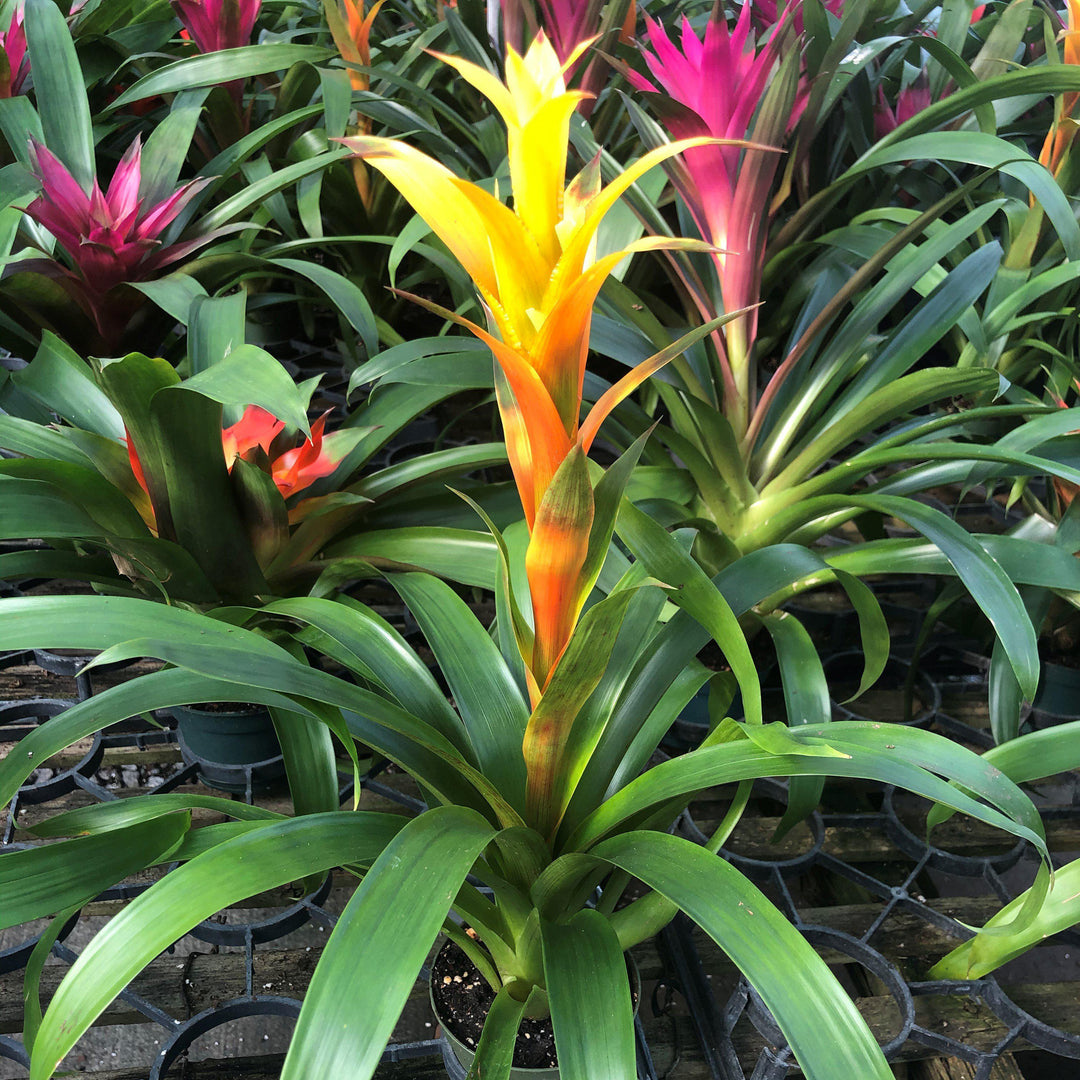 Guzmania lingulata ~ Guzmania Bromeliad, Scarlet Star-ServeScape
