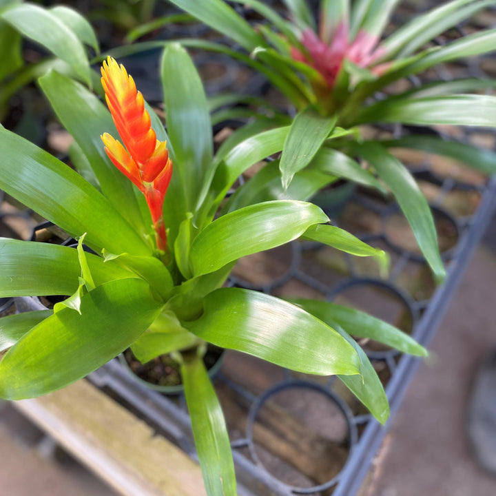 Guzmania lingulata ~ Guzmania Bromeliad-ServeScape
