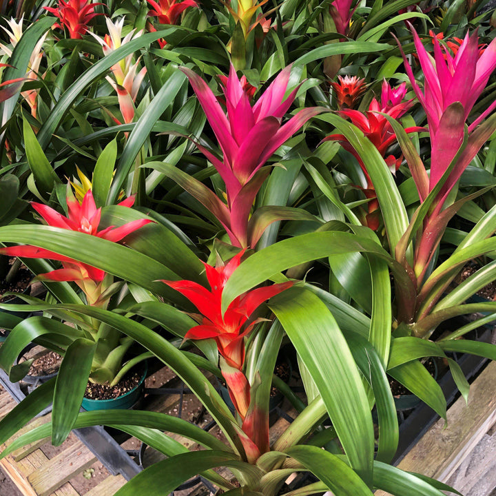 Guzmania lingulata ~ Guzmania Bromeliad-ServeScape