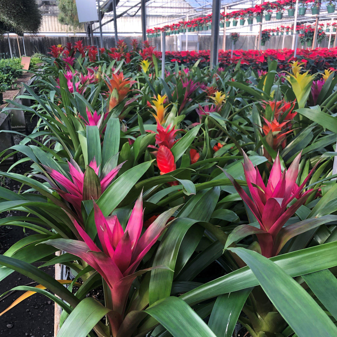 Guzmania lingulata ~ Guzmania Bromeliad, Scarlet Star-ServeScape