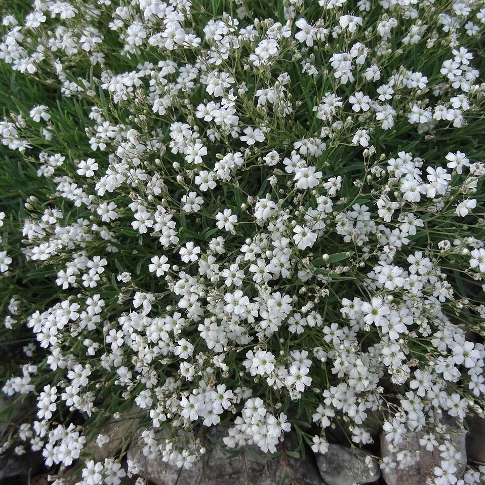 Gypsophila repens 'Alba' ~ White Creeping Baby's Breath-ServeScape