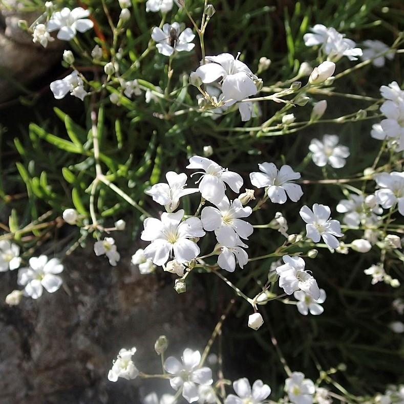 Gypsophila repens 'Alba' ~ White Creeping Baby's Breath-ServeScape