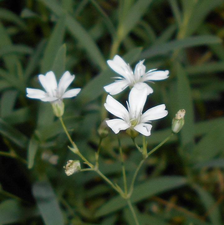Gypsophila repens 'Alba' ~ White Creeping Baby's Breath-ServeScape